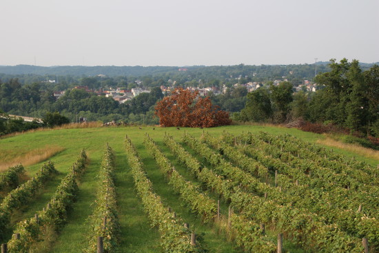 Georgetown Vineyards and Winery ~ www.ohiogirltravels.com