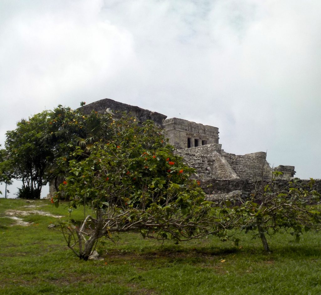 Trees around Mayan Ruins.