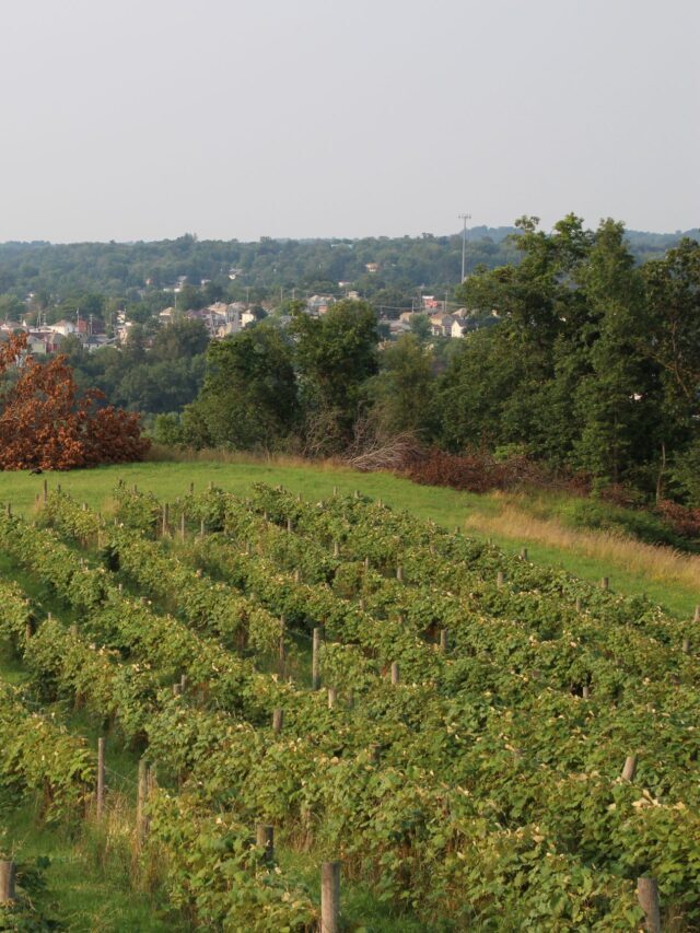 Georgetown Vineyards Story