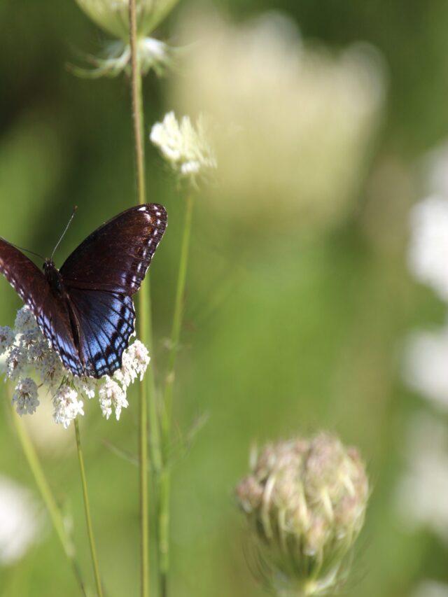 cropped-IMG_7660F-scaled-3.jpg