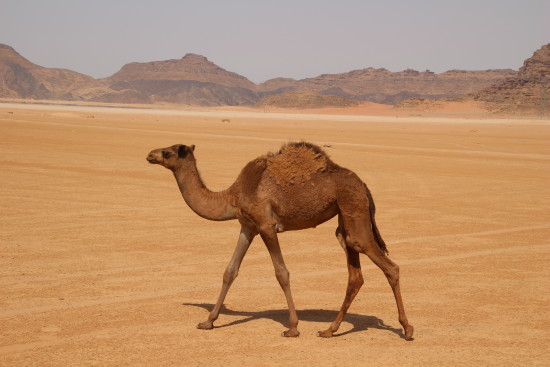 Wadi Rum, Jordan ~ www.ohiogirltravels.com