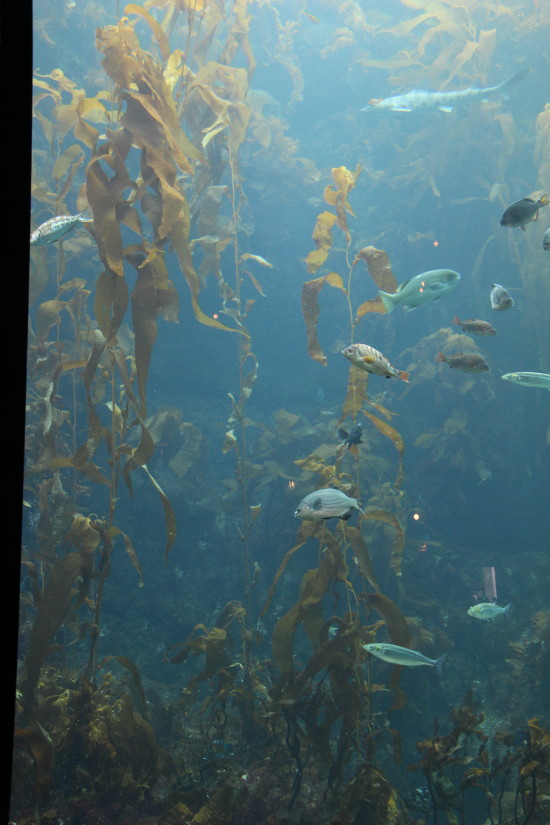 Monterey Bay Aquarium ~ www.ohiogirltravels.com