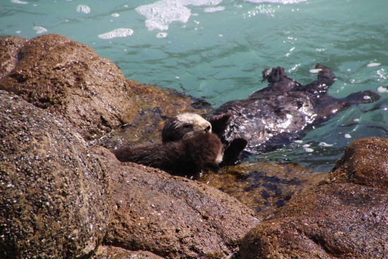 Monterey Bay Aquarium ~ www.ohiogirltravels.com