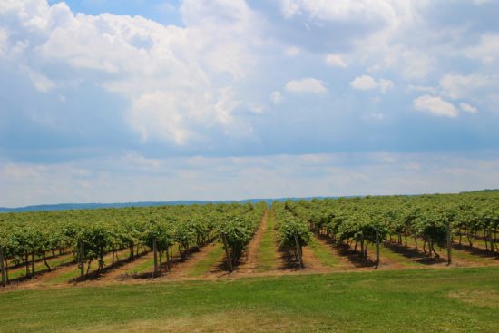 Lake Erie Wine Country ~ www.ohiogirltravels.com