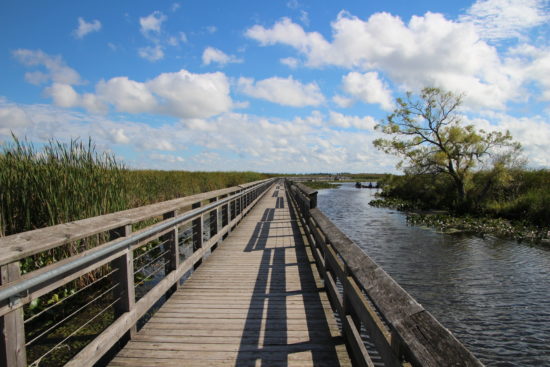Point Pelee National Park, Ontario, Canada ~ www.ohiogirltravels.com