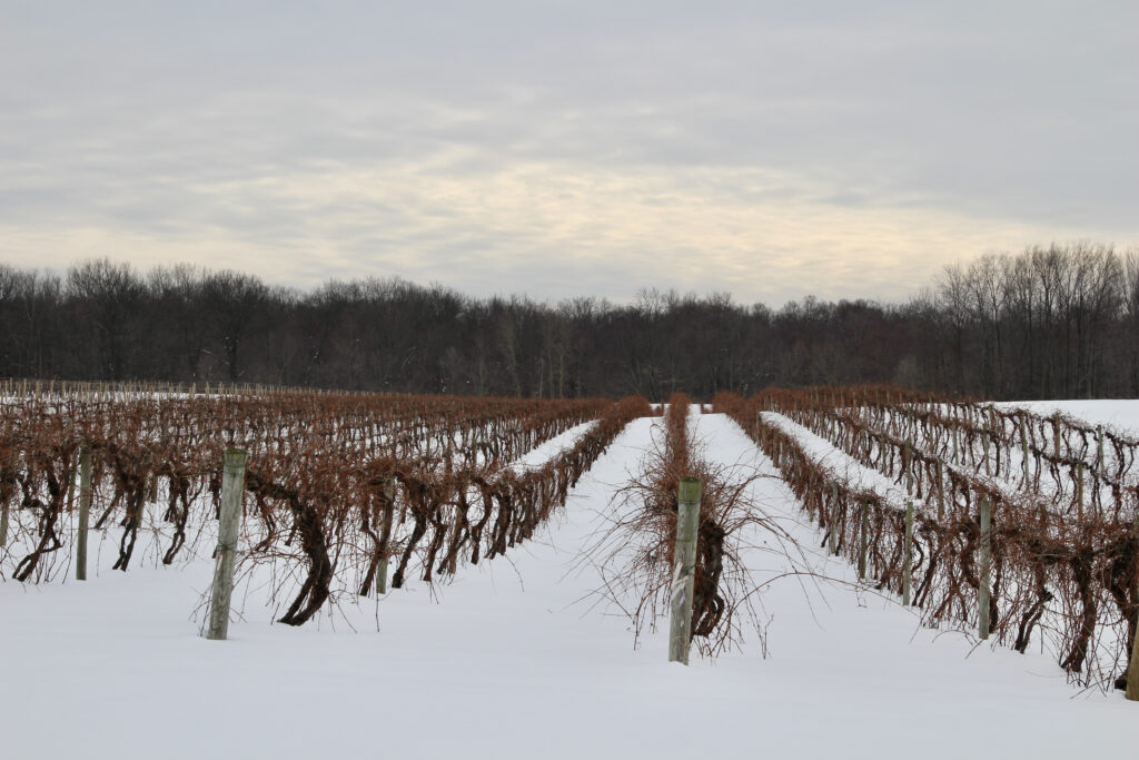 Winter Winery