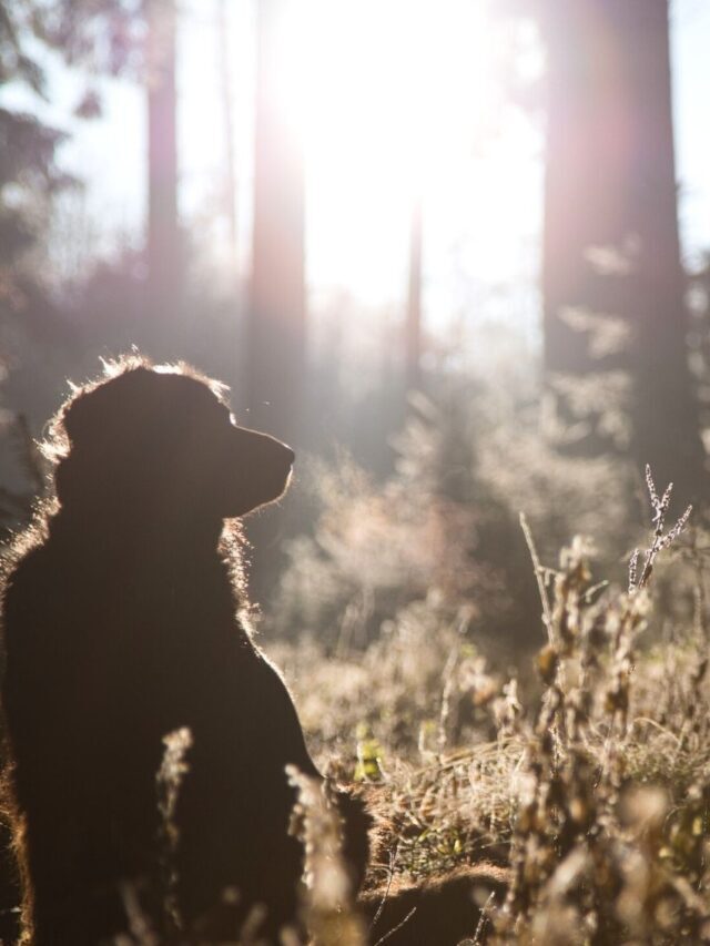 Pet Friendly Things To Do In Hocking Hills, Ohio Story