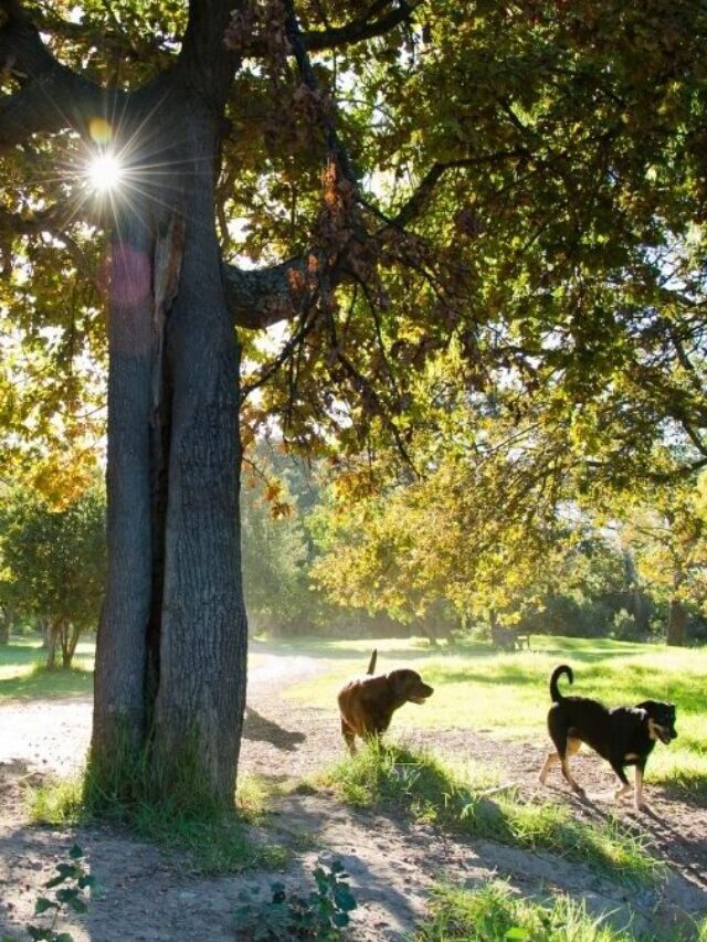 Pet Friendly Things To Do In Hocking Hills, Ohio Story