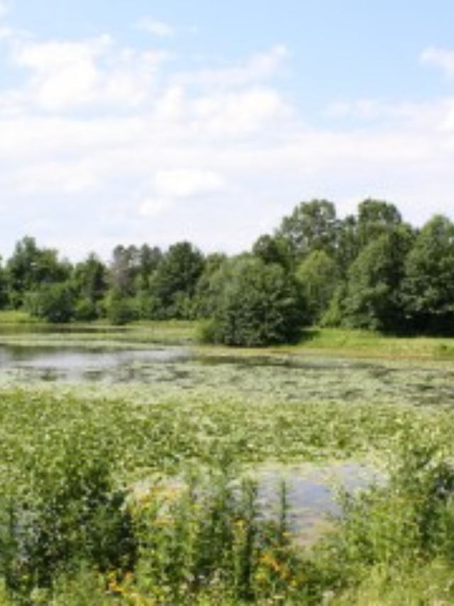Blendon Woods Metro Park Story