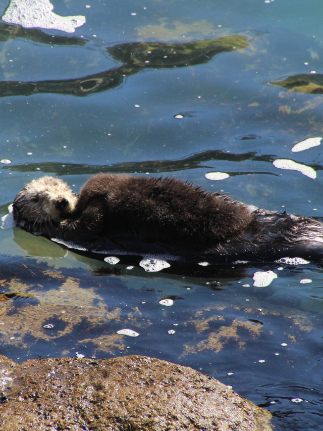 Monterey Bay Aquarium Story