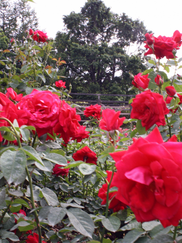 Columbus Park of Roses Story