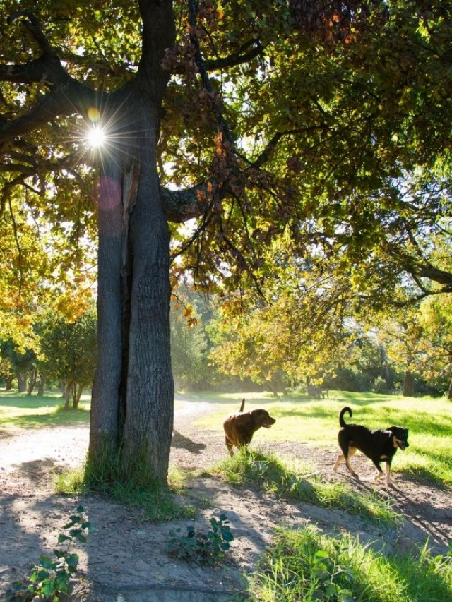 Pet-Friendly Activities in Hocking Hills, Ohio Story