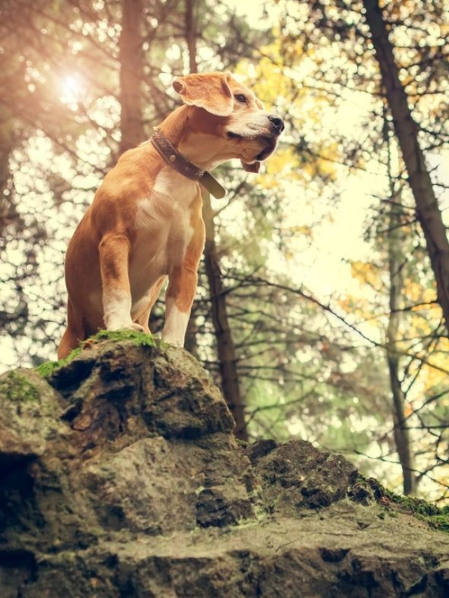 Pet-Friendly Trails in the Hocking Hills Story