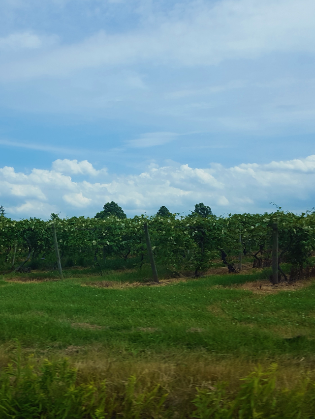 AMAZING LAKE ERIE WINE COUNTRY STORY