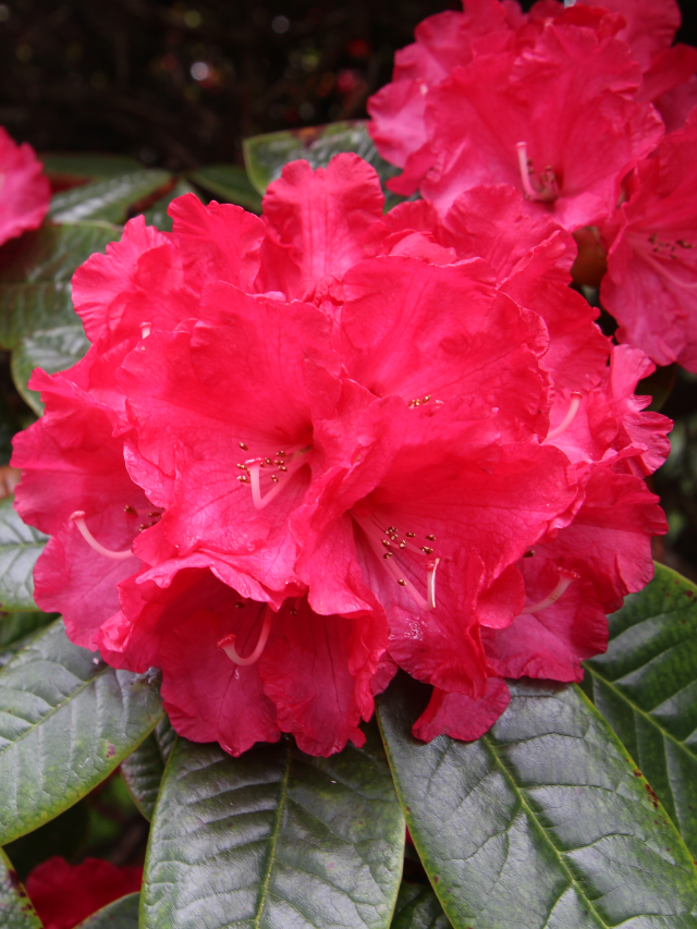 EXPLORING SAN FRANCISCO BOTANICAL GARDEN STORY