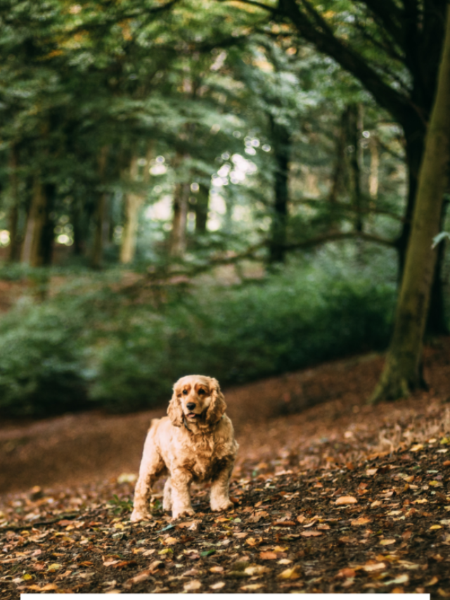 TRAILS IN HOCKING HILLS THAT WELCOME PETS STORY