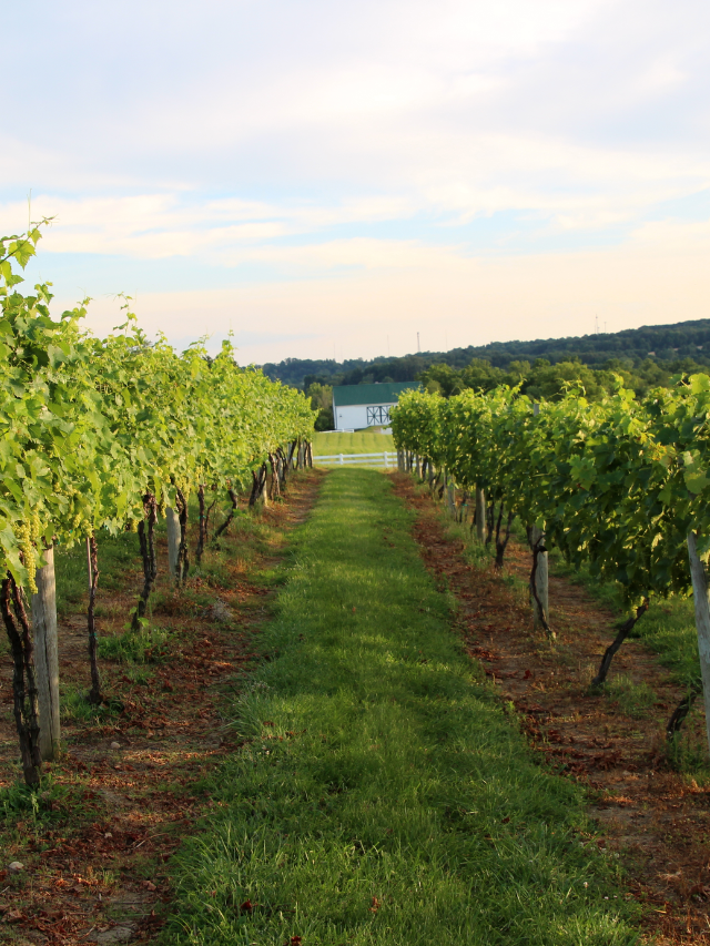 EXPLORING ROCKSIDE WINERY & VINEYARDS STORY
