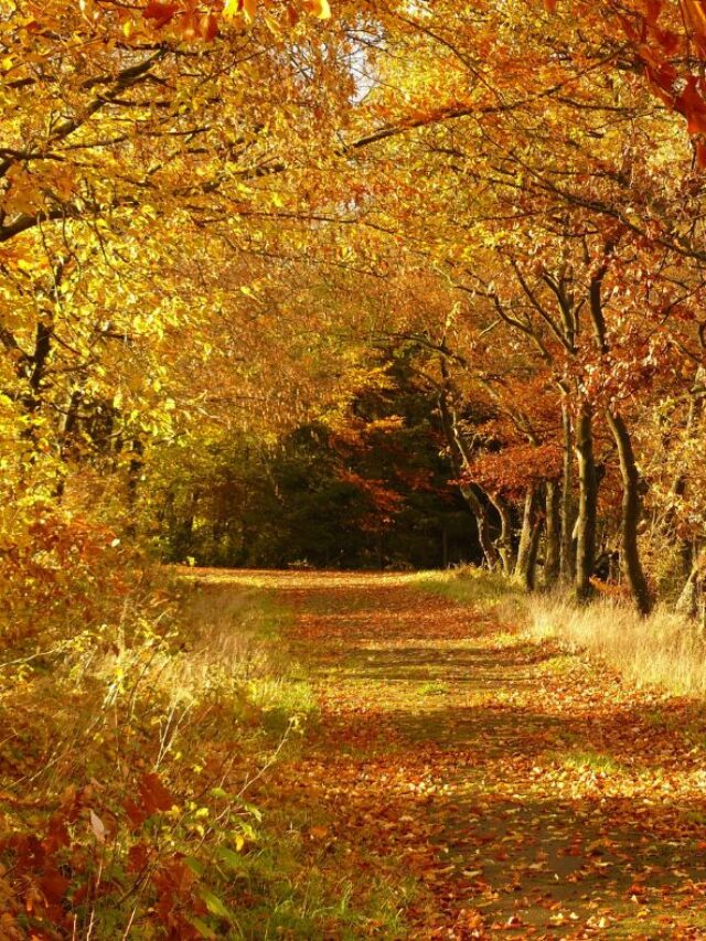 BEST FALL HIKES IN OHIO STORY